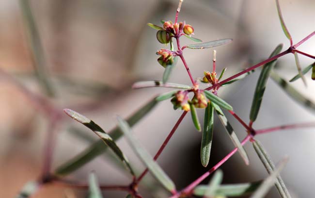 Chamaesyce revoluta, Threadstem Sandmat